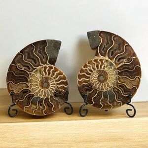 Beautiful Ammonite Shell